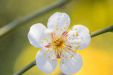 梅の花　マクロ