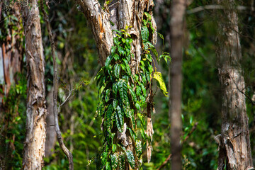 beautiful, unique plants growing in australian wetlands; tinchi tamba wetlands in brisbane, queensland, australia; vegetation of mangrove forests in moreton bay