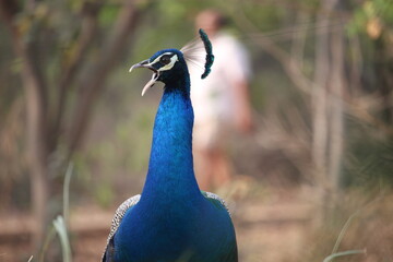 Obraz premium peacock in the park