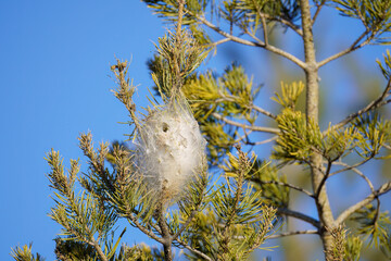 Pine disease on blue skies in spring
