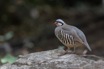 chukar