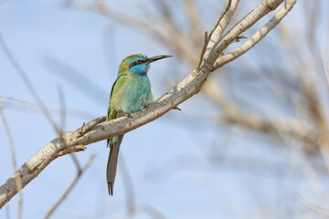 green bee eater