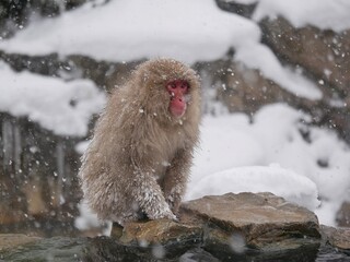 Obraz premium Snow monkey park
