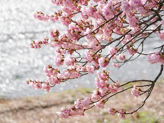 Spring Sakura cherry blossom in Japan