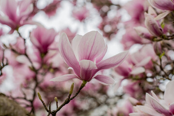 Pink magnolia blossoms tree against sky, spring, panorama, background.