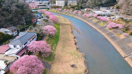 Sakura cherry blossom