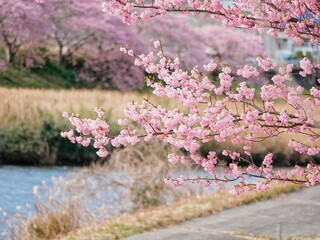 Sakura Cherry blossom in Japan