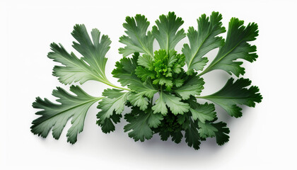Fototapeta premium Parsley food photography photorealistic detailed