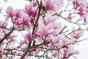 Fototapeta na wymiar Pink magnolia blossoms tree against sky, spring, panorama, background.