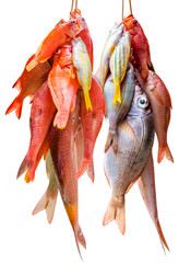 Poissons tropicaux frais vendus par paquets, fond blanc 