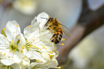 Abeille butinant des fleurs de prunier