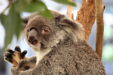 Obraz premium koala in a tree