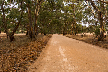 Old dirt road amongst trees