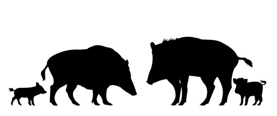 Wild boar family with piglets. Animal in natural habitat. Wild pig illustration. Isolated on white background. Vector.