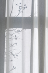 Morning sun shines through white transparent curtains with shadows from the window frame and a branch with rose hips.   