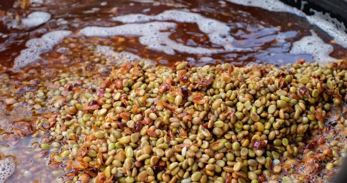 Coffee Beans in Fermentation Process