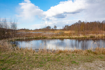 Fototapeta na wymiar small lake with trees and plants early spring in a sunny day