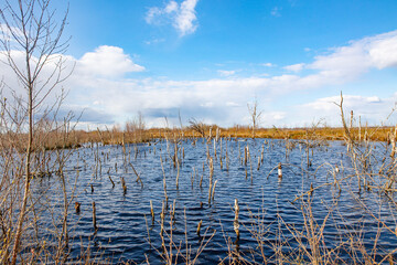 dying trees in water