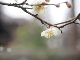 春に咲く梅の花