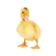 Little yellow duckling mulard isolated on white background.