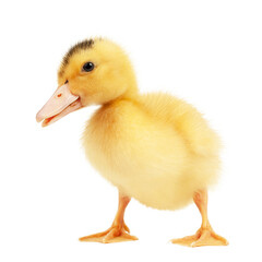 Newborn yellow fluffy mulard duck on a white background.