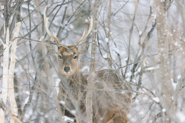 Deer in the snow world.