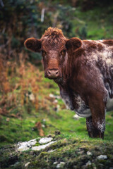 Mucche nella natura Irlandese