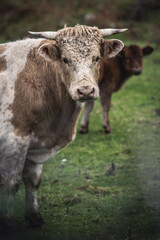Mucche nella natura Irlandese