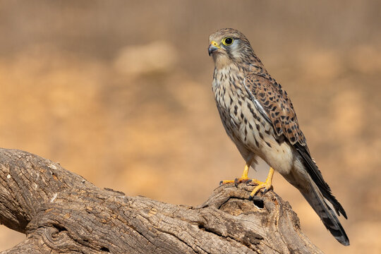 Cernicalo com&uacute;n 