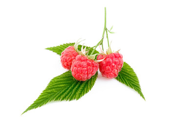 Fresh red raspberry branch with green leaves isolated on white background.