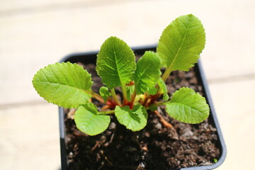 Pierwiosnek gruziński  Primula juliae