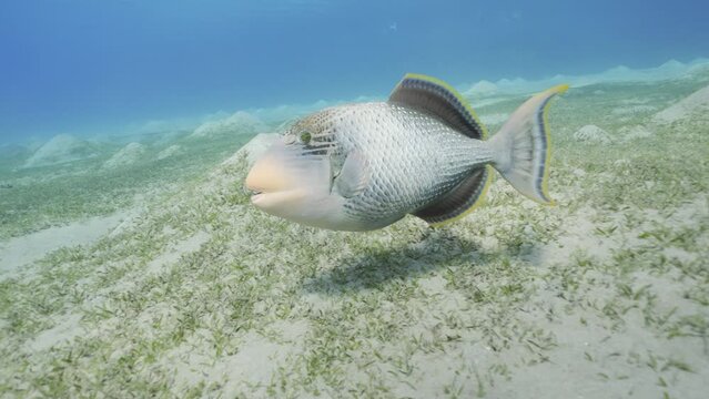 Slow motion, Triggerfish swims over the sandy bottom and looks into the camera. Yellowmargin Triggerfish (Pseudobalistes flavimarginatus) swims over seabed covered with green sea grass and sandy hills