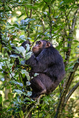 Chimpanzee, pan troglodytes, eats fruit in the tropical rainforest of Kibale National Park, western Uganda. The park conservation programme means that some troupes are habituated for human contact