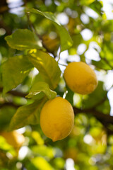 citron pamplemousse biologique sur l'arbre dans le sud de la France en Méditerranée