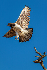 red tailed hawk