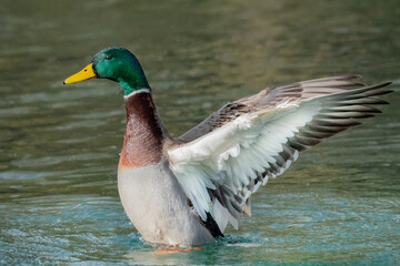 Flatternde Stockente im Wasser