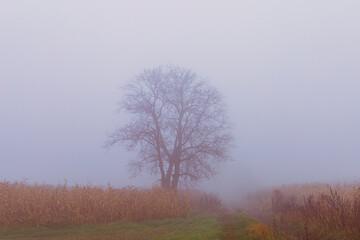 foggy day with cornfield and single tree