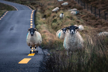Le classiche pecore che arricchiscono il panorama Irlandese accompagnandovi per tutto il viaggio.