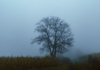 tree on field of corn during foggy day