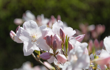 Obraz premium sakura tender bloom on branch of tree, selective focus. macro nature
