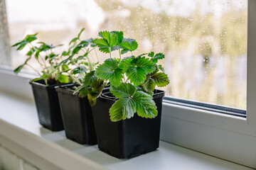 Strawberry plant seedlings in pots grows on the windowsill. Gardening concept, springtime. Copy...
