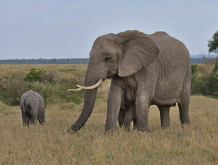 Fototapeta na wymiar mother african elephant grazes peacefully as one calf suckles on her teats and the other looks on in the wild savannah of the masai mara, kenya