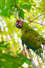 ara macaw parrot with beak outside. photo of ara macaw parrot in zoo. ara macaw parrot bird © be free