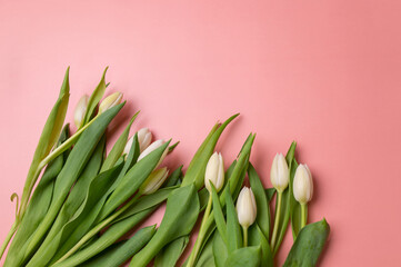 white tulips on a pink background with space for text