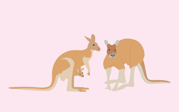 Cute kangaroo in flat style. kangaroo family illustration vector isolated on nice color background
