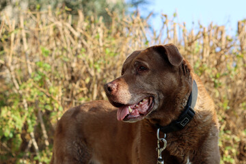 Cute brown mixed dog on a walk. Happy senior dog close up portrait. 