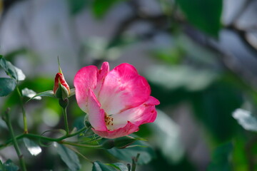 pink rose flower