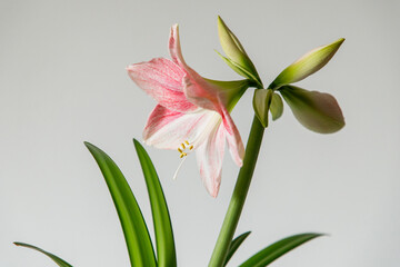 A large pink flower on a white background. Hippeastrum grade Rosy Star. 