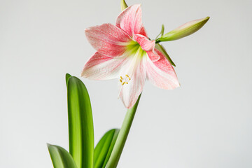 A large pink flower on a white background. Hippeastrum grade Rosy Star. 