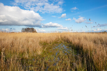 landscape in the northern part of the Netherlands early spring